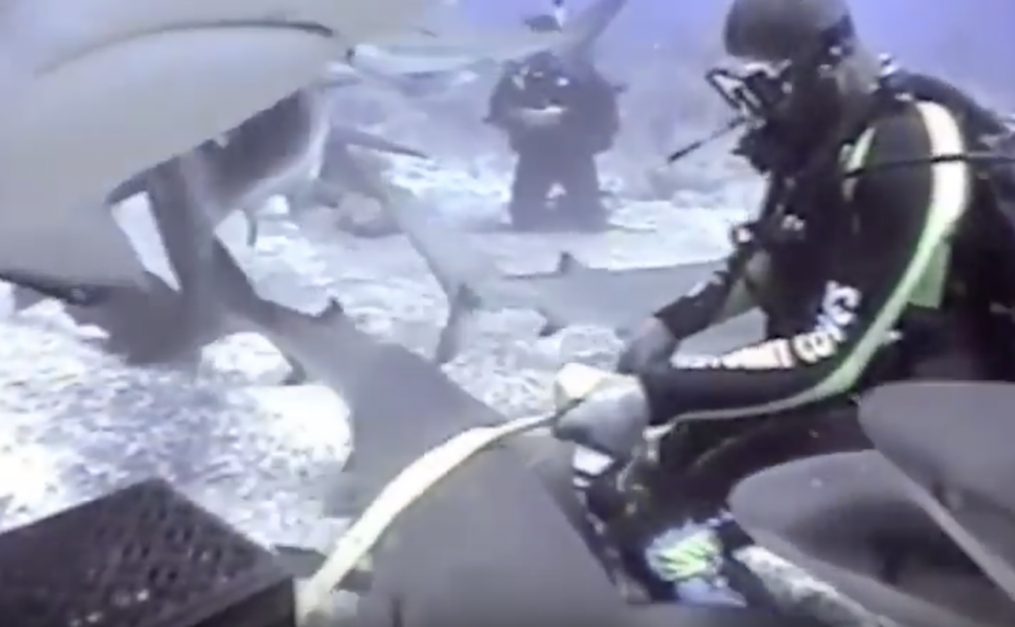 Shark Diving