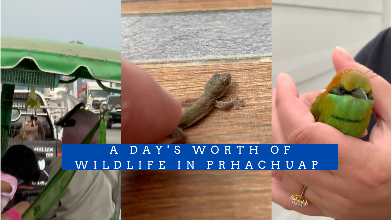 wildlife-prachuap